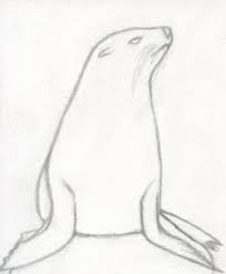 The sea lion's head and neck are very long and wide, and the head gets narrower toward the mouth. How To Draw A Realistic Seal Cape Fur Seal Step By Step Sea Animals Animals Free On Sea Creatures Drawing Nature Art Painting Art Drawings Sketches Simple