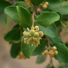 Image result for Quillaja saponaria