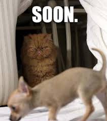 Sneaky Cat Images On Favim Com