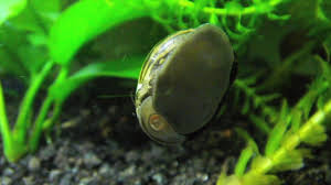 Nerite Snails Freshwater Aquarium Fish Snail Betta Fish