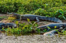 Transpantaneira Pantanal nos Confins do Mato Grosso | Brasil | Got2Globe