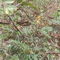 Image result for Kotschya aeschynomenoides