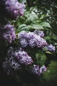 Five Edible Ways To Make The Most Of Lilac Season The Edgewood Road Cvety Portretnaya Fotografiya Pozy Fotografii