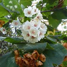 Image result for Dombeya buettneri