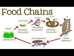 Food Chains For Kids Food Webs The Circle Of Life And The Flow Of Energy Freeschool Youtube Food Chain Activities Food Chain Food Chain Diagram