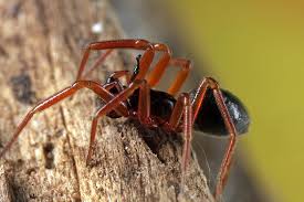 Image result for Pteronia acuminata