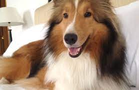 How much does relocation cost? How Much Does It Cost To Move My Pet Petrelocation