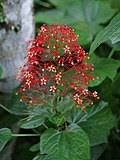 Image result for Clerodendrum tricholobum