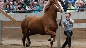 Wide selection of draft horse western and english bridles. Draft Horses Strut At Msu Show