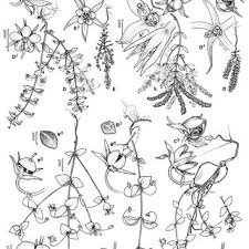 Image result for Lysimachia ruhmeriana