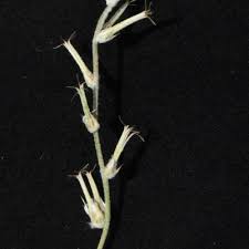 Image result for Sericorema sericea