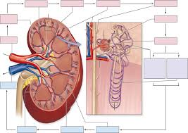 Renal Blood Flow Diagram Quizlet