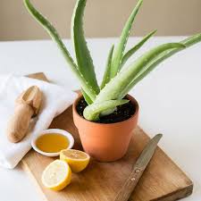 как сделать лекарство из алоэ и меда для желудка Aloe Med Maslo Slivochnoe Recept