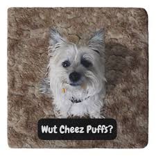 Cairn Terrier Dog Meme Funny Marble Stone Trivet Zazzle Com Funny Dog Memes Dog Memes Terrier Dogs