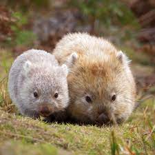 After a heartbreaking start to life, things are finally looking up for george the wombat. Discovery On Instagram I Found A Couple Of Furry Potatoes Aka A Mother Baby Wombat Pair On Maria Island Tasm Cute Animals Cute Wombat Cute Baby Animals