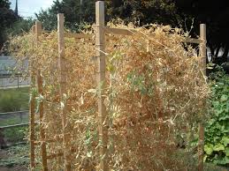 Sugar snap and snow peas do not . Saving Sugar Snap Pea Seeds The Year Round Harvest