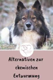 Unnotige Wurmkuren Vermeiden Hat Der Hund Keine Wurmer Braucht Er Auch Keine Wurmkur Mit Krautern Wurmern Vorbeugen Wurmt In 2020 Hunde Futter Hunde Hundehaltung