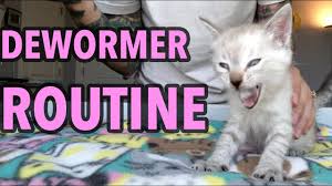 See full list on cattybox.com Deworming My Foster Kittens Youtube