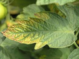 A visual guide helps you to determine a probable issue so that you can correct the issue and help your food and. Potassium Deficiency Plants Wikipedia