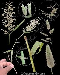 Image result for Cyperus tenuispica