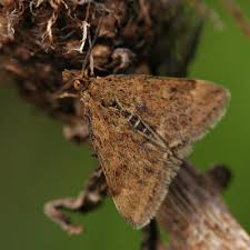 Image result for Pyrausta aerealis