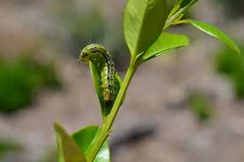 Le cycle de la pyrale du buis ne connait aucune interruption. La Pyrale Du Buis En Auvergne Rhone Alpes Ministere De L Agriculture Et De L Alimentation