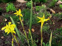 Image result for Moraea spathulata