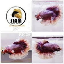 Betta Fish Uk Betta Fish Ideas Bettafish Fishbetta Betta Ft205 Feather Tail Male Uk Seller 22 00 End Date Monday Mar 25 20 Betta Fish Betta Fishing Uk