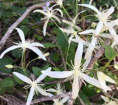 Common Clematis (Clematis pubescens) · iNaturalist