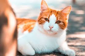 Check spelling or type a new query. Ini Alasan Kucing Menunggu Pemiliknya Di Depan Pintu Kamar Mandi Halaman All Kompas Com