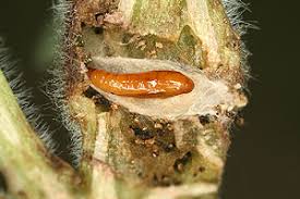 Image result for Mompha divisella