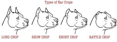 Everything You Need To Know About Cropping Your Dogs Ears The Basics Troubleshooting Recovery Styles Of Crops Preventin Dog Ear Pitbulls Bully Breeds Dogs