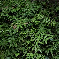 Image result for Lygodium microphyllum