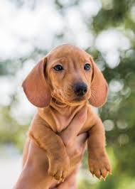 Please note, these dogs are from rescues and shelters nationwide and are not available through the aspca. Free Puppies Near Me Pictures