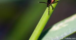 Borreliose Ausloser Verlauf Prognose Netdoktor