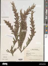 Image result for Chamaecrista falcinella