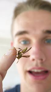 Taming a wasp nest #waspsaspets #petsoftiktok #fyp