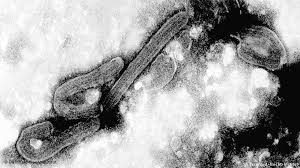 The virus is considered to be extremely dangerous. Static Dw Com Image 15352593 7 Jpg