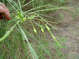 Image result for Parkinsonia aculeata