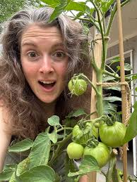 Where to find creole tomatoes?