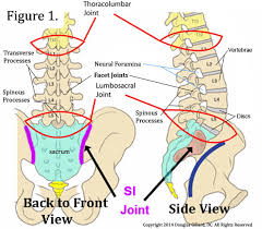 This framework consists of many individual bones and cartilages. Learn All About Lumbar Spine Anatomy From A World Renowned Spine Expert Chirogeek Com