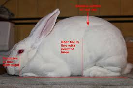 The new zealand rabbit despite the name, is american in origin new zealand rabbit is an exceptionally calm breed and it makes an excellent companion. Proper Posing For Evaluation Of New Zealand And Other Large Meat Rabbits Meat Rabbits Rabbit Breeds Show Rabbits