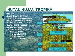 Tumbuhan hutan hujan tropika di malaysia. Tumbuhan Semulajadi