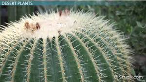 To survive in the desert, cactus has the following adaptations: Plant Adaptations Types Examples Video Lesson Transcript Study Com