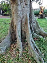 Image result for Celtis mildbraedii