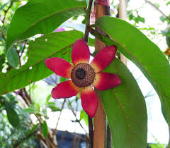 Image result for Uvaria edulis