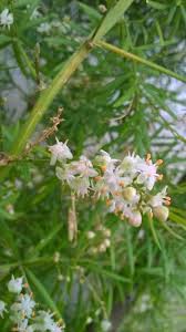 Some of the best small or dwarf evergreen shrubs include: What Is This Spiky Leaved White Flowered Plant That Grows From A Bulb Gardening Landscaping Stack Exchange