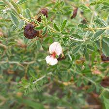 Image result for Indigofera circinnata