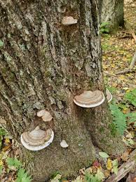 Image result for Ganoderma applanatum