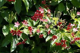Image result for Combretum indicum
